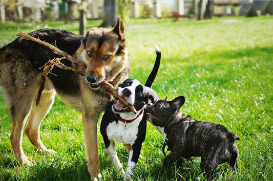 Three dogs tugging on a large stick