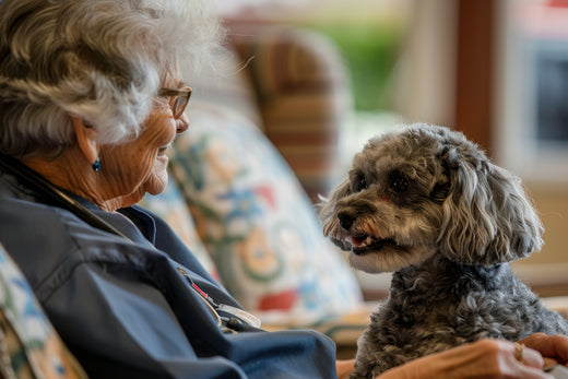 Understanding the dosage of Zooomy Hyaluronic Acid for dogs