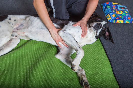 How to Choose a Joint Supplement for Your Dog