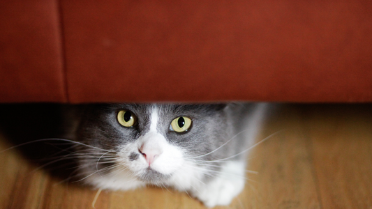 15 subtle signs of pain or stress in cats (& what to do)