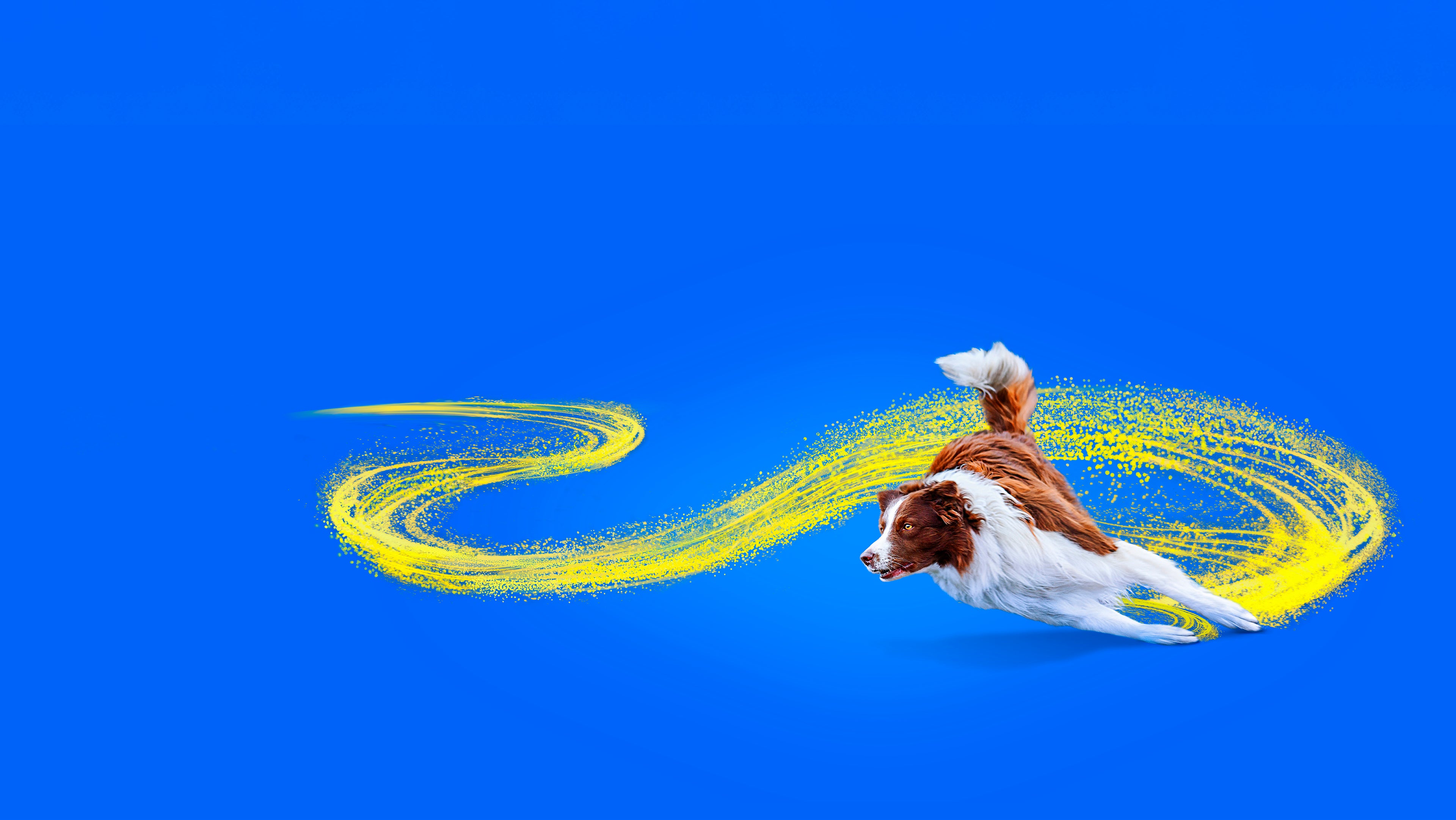 brown and why dog on blue background with zooomy hyaluronic acid yellow magic star flourish