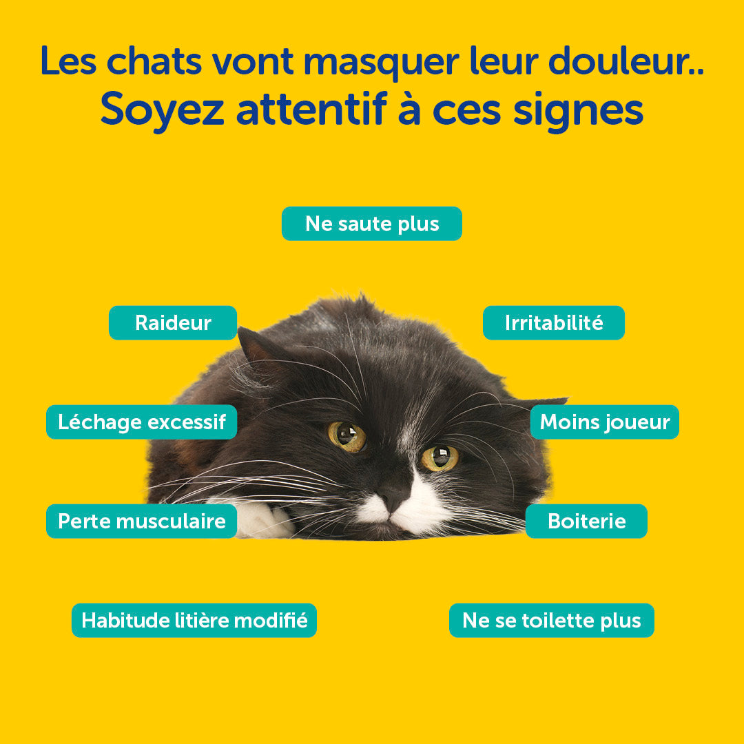 Zooomy – Mobilité articulaire – Chats